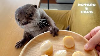 カワウソのホタテおねだりが可愛すぎて抵抗できない　 Otters Lose Their Minds Begging for Scallops