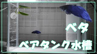 ベアタンクのシンプルな水槽でベタ飼育【サイレントフィット300】