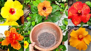 Hibiscus plant winter care n fertilizer, सर्दियों में हिबिस्कस की देखभाल और organic fertilizer