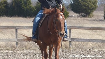 Lady***For info, price, etc., go to our website*** ValleyViewRanch.net