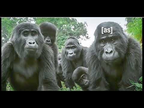 Video: Gorilla pom qhov twg?