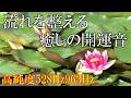 【蓮　癒し　開運音】いい事が次々と起こる高純度ソルフェジオ周波数528Hz　963Hz　4096Hz　自律神経の乱れの改善と右脳の癒し　＃開運　＃奇跡の周波数　#relaxingmusic