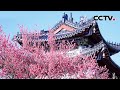 春天来啦！江苏南京梅花盛放缀满枝头 | CCTV