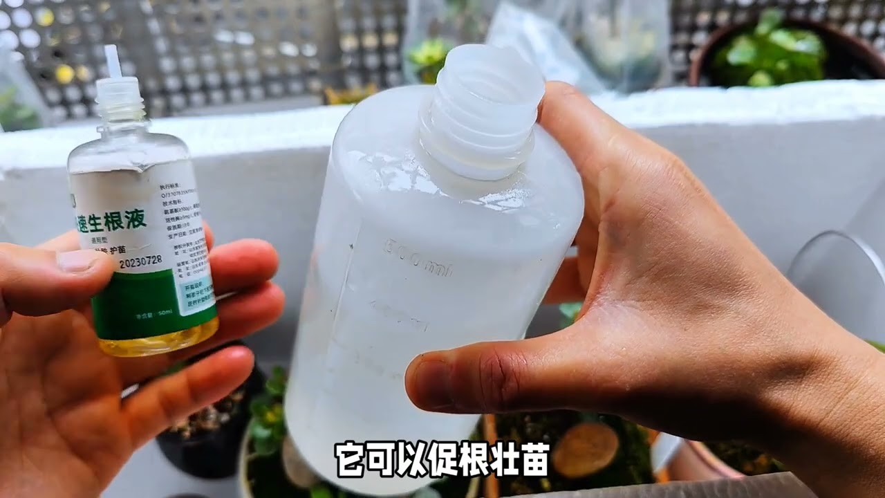 金枝玉叶在南方应该如何过冬 