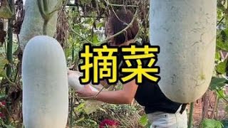 忙死啦！摘菜成了我唯一的休闲#种菜#我的小菜园#新鲜采摘 #自己种的纯天然的绿色蔬菜 #田园生活@DOU+小助手
