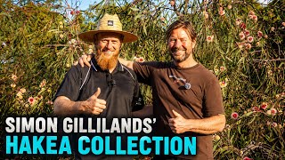 Hakea Wonders: Simon Gilliland's Botanical Paradise!🌱
