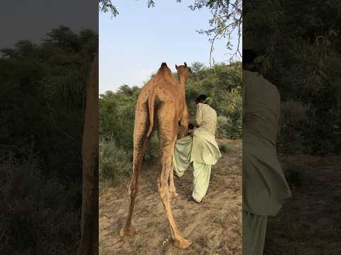 يقوم القروي تشيراجان بإزالة الحبل من ساق الجمل