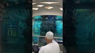 Aquarium Raksasa di Airport Baru Jeddah #shorts #aquascape #jeddah #airport