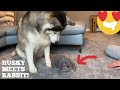 Husky Meets Baby Rabbit For The First Time & Thinks It’s Her Puppy!! [CUTEST REACTION EVER!]
