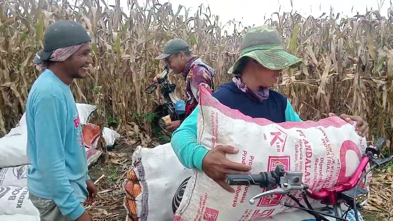 Ojek jagung viral tanpa tali #ojekpadibelitang #ojekjagung #ojekviral #ojekhandal