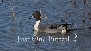 Just One Pintail?