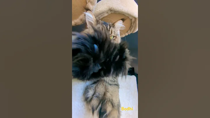 Watch the video about Talk to the Paw , kitty needs sunshine #paws #polydactylcat #cat #viral #trending #vlog #mainecoon