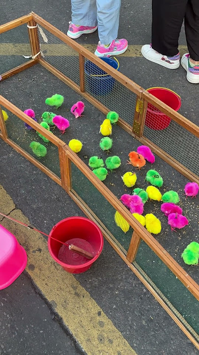 Chicks 😍#chicken #happy #funny #cute #funny #fyp #entertainment #family #travel