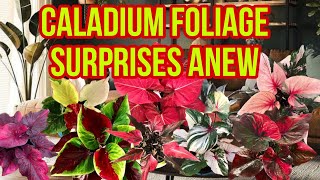 27 Caladium varieties that shock the world