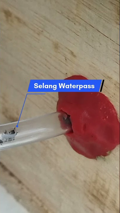 Cara Mencangkok Lebah Trigona dari Tembok Rumah