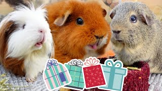 Guinea Pigs Discover Their Own Presents!