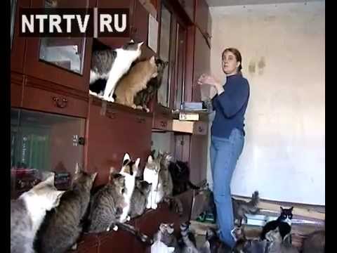 Жительница Татарстана приютила у себя дома 40 кошек
