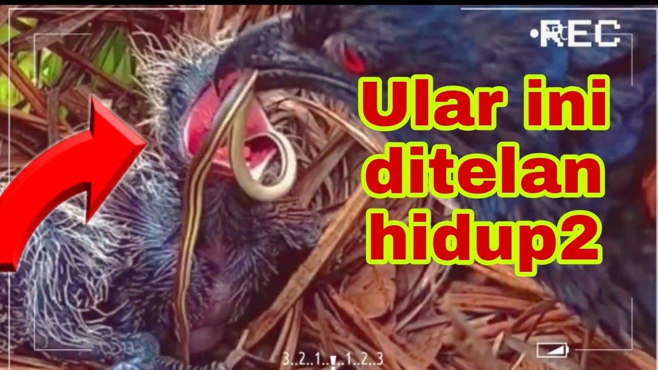 GAWAT ULAR ITU MASIH HIDUP SAAT DITELAN OLEH ANAK BURUNG RAKUS INI ...