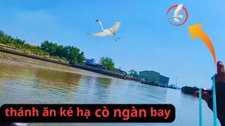 Thánh ăn ké || hạ cò ngàn đang bay trên biển mini |hungting viet nam.