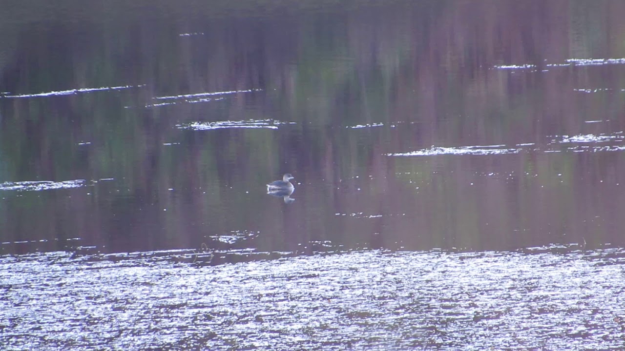 Pied-billed Grebe - Loch Feorlin nr. Minard - Argyll - 02/11/17 