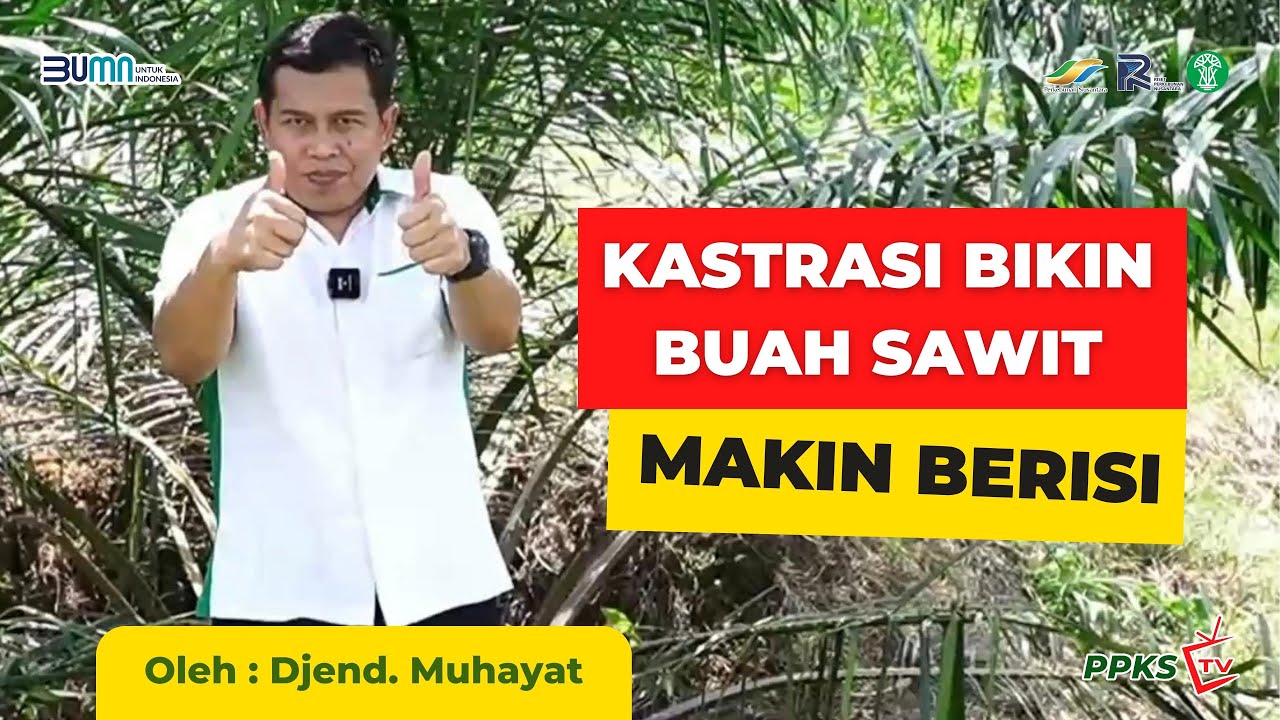 KASTRASI, Bikin Tandan Makin Berisi di Saat Umur Tanaman Masih Dini