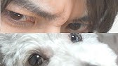 もののけ姫の名シーンを犬に演じさせてみた アフレコ付き Dog Toy Poodle Youtube