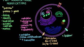 Post Translational Modifications