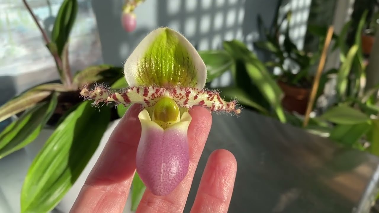 Orchid Highlight: Paphiopedilum Magic Paradise