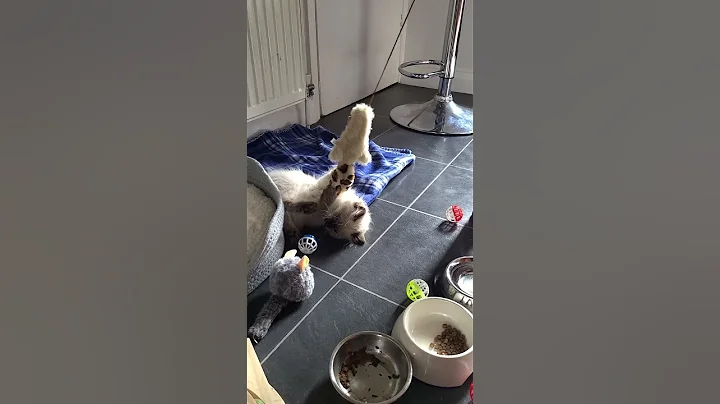 Watch the video about Cute Siberian Kitten #cute #siberian #nevamasquerade #fun #kitten