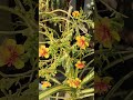 #gardening #beautiful flowers#Sovan datta #agriculture form