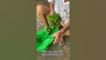 Chuyên gia bắt rắn lục đuôi đỏ cực độc bằng tay ko liều mạng nhất là đây p2