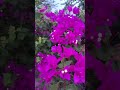 தேடல் வரும் பொழுது என் உணர்வுகளும் கலங்குதடி 🫂💞🫂 #nature #love #song #shorts #whatsappstatus #like