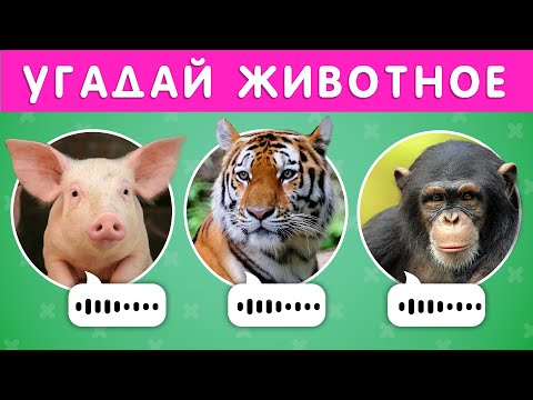 УГАДАЙ ЖИВОТНОЕ ПО ЗВУКУ 🐷🐱🐺