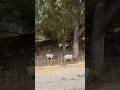 Goats at Universal Studios Hollywood