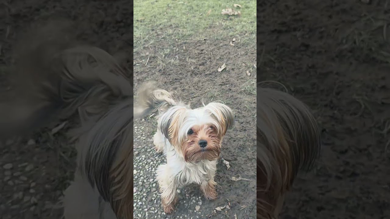 Day in the life of a tiny Yorkie