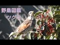 うごく野鳥図鑑　ツグミ　Dusky Thrush