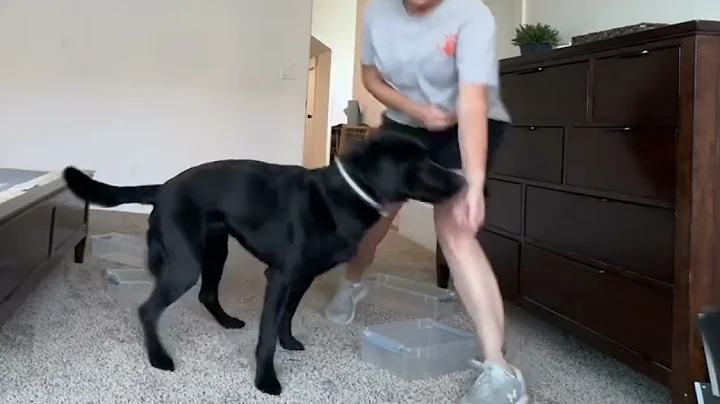 Scent work foundations #3