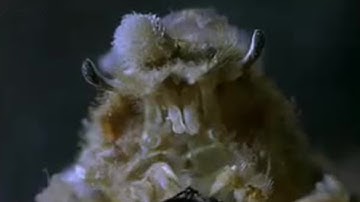 Dresser Crab Camouflage | Weird Nature | BBC Studios