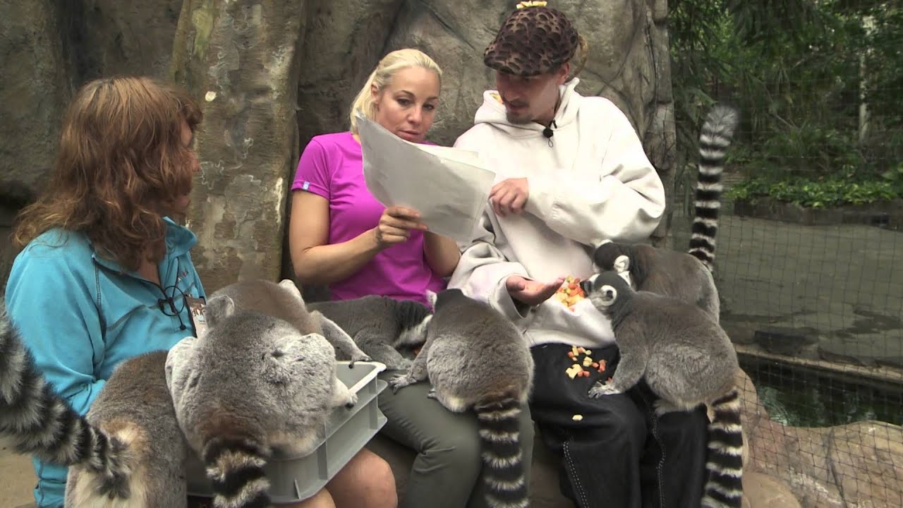 Admiral P finner ut av kvinnelige lemurer - Sommer I Dyreparken