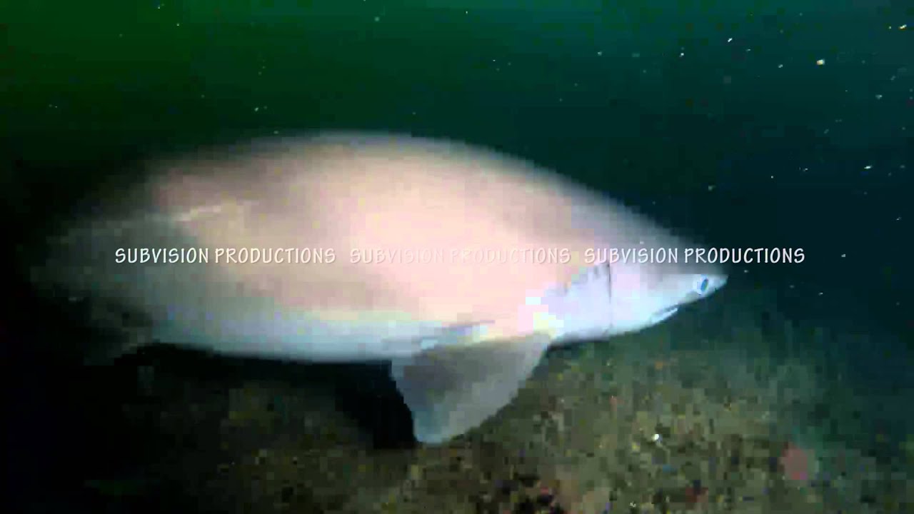 bluntnose sixgill shark hexanchus griseus HD stock footage