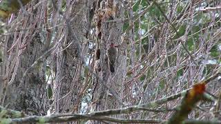 Broad-Winged Hawk - I Think - And A Northern Flicker