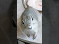 かまって欲しい甘えん坊リスが可愛い #リチャードソンジリス #かわいい動物 #shorts