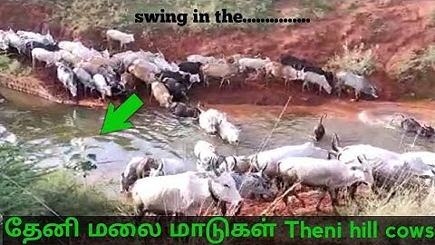 தேனி மலை மாடுகள்/Theni hill cows @vetrikana Kalam YouTube channel