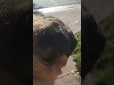 Grumpy Pug. Monchi