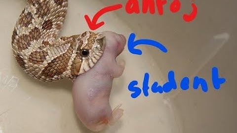 Python Toren Integreren