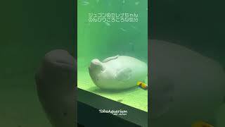 《鳥羽水族館》ジュゴンのセレナ なかなか見られないごろごろスタイル #鳥羽水族館 #tobaaquarium #ジュゴン