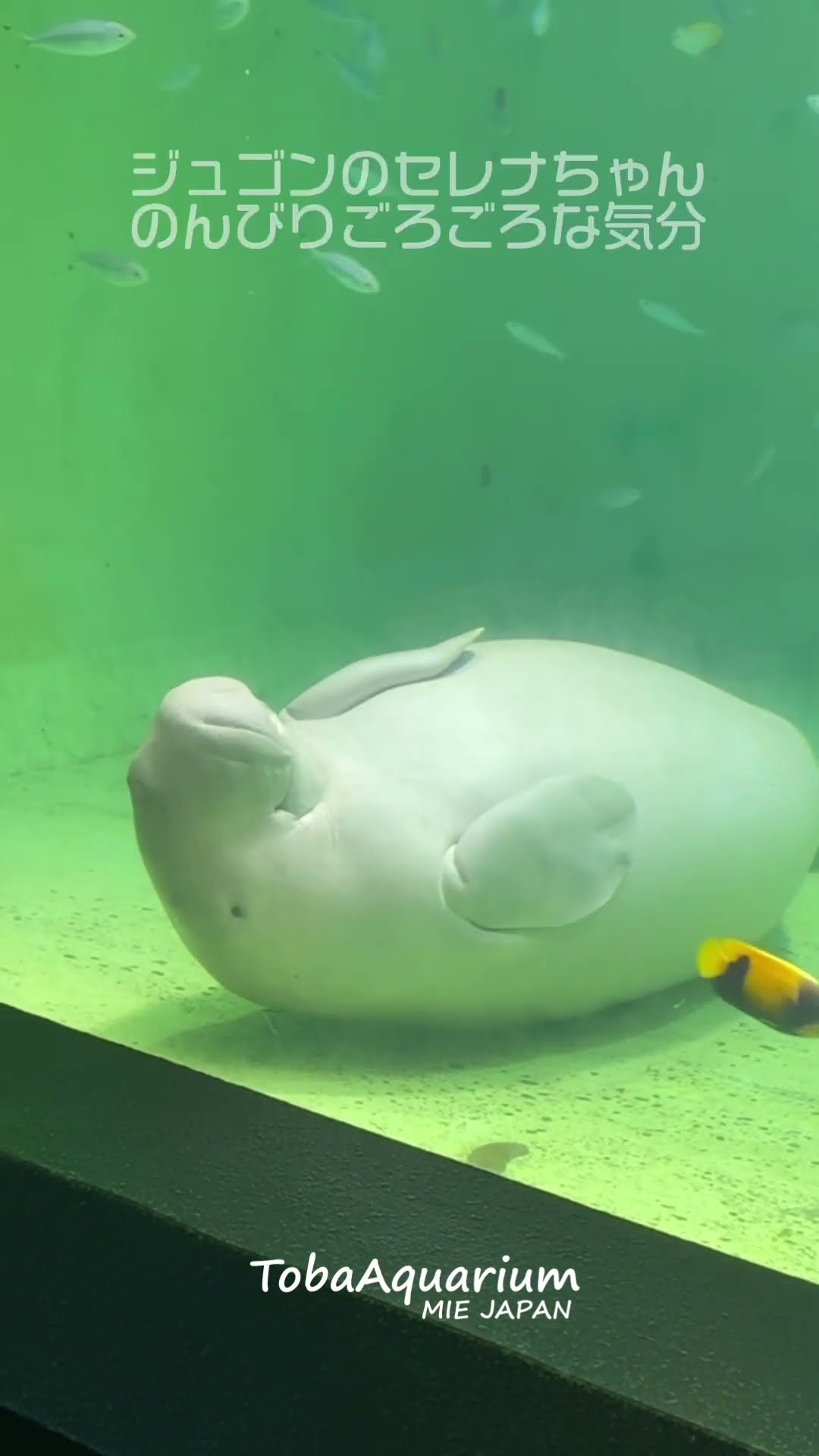 れお様【レア コレカ】鳥羽水族館 鳥羽水族館の生きものたち セレナ 2種類 鳥羽水族館の生きものたち セレナ レア - メルカリ