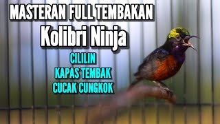 PANCINGAN KOLIBRI NINJA GACOR FULL TEMBAKAN CILILIN KAPAS TEMBAK CUCAK CUNGKOK