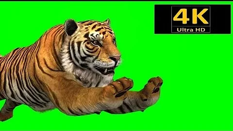 اسد جالس تحت تاتبر خلفية خضراء تحميل Download Mp4 Mp3