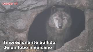 Impresionante aullido de un lobo mexicano